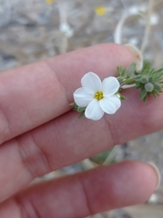 Leptosiphon melingii