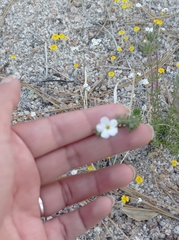 Leptosiphon melingii