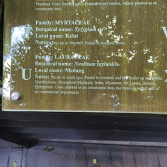 Neolitsea zeylanica
