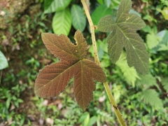 Rubus reflexus
