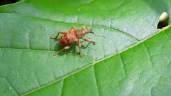 Curculio venosus