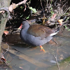 Gallinula tenebrosa tenebrosa