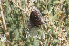 Hesperopsis