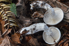 Leucopaxillus paradoxus