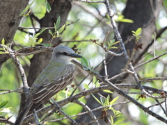 Tyrannus couchii