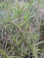 Cyperus textilis