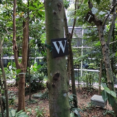 Syzygium syzygioides