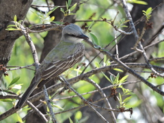 Tyrannus couchii