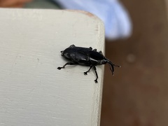 Diathetes morio