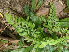 Lindsaea javanensis