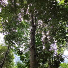 Syzygium syzygioides