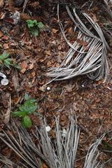 Leucopaxillus paradoxus