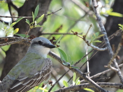 Tyrannus couchii