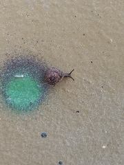 Microxeromagna lowei