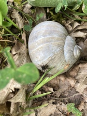 Alopecosa pulverulenta