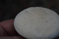 Leucopaxillus paradoxus