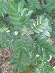 Melianthus