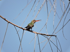 Cynanthus latirostris