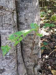 Anthocleista grandiflora