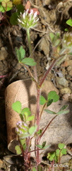 Trifolium microcephalum