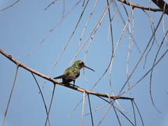 Cynanthus latirostris