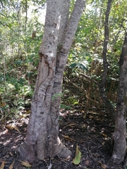 Anthocleista grandiflora