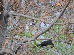 Quiscalus mexicanus
