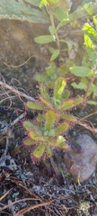 Drosera ericgreenii