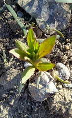 Chamaenerion angustifolium