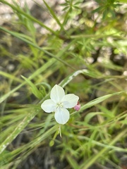 Clarkia epilobioides