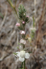 Sairocarpus coulterianus