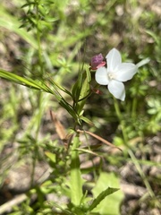 Clarkia epilobioides