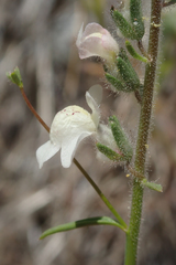 Sairocarpus coulterianus