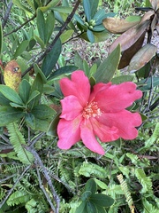 Camellia azalea