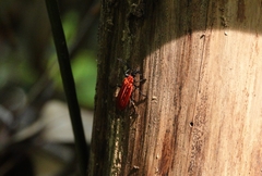 Phyllocladus kasantsevi