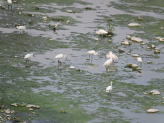 Egretta thula