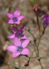 Saltugilia splendens