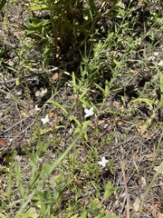 Clarkia epilobioides