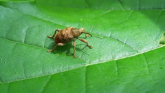 Curculio venosus
