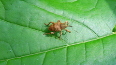 Curculio venosus