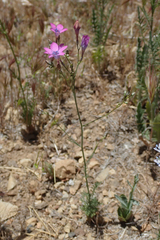 Saltugilia splendens
