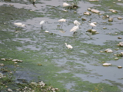 Egretta thula