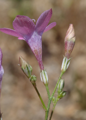 Saltugilia splendens