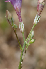 Saltugilia splendens
