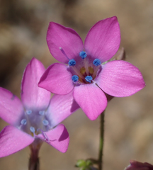 Saltugilia splendens
