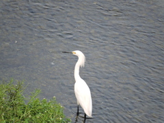 Egretta thula