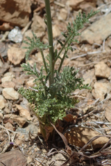 Saltugilia splendens