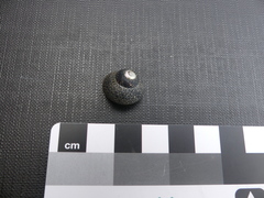 Chlorodiloma odontis