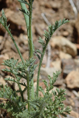 Saltugilia splendens