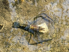 Macrobrachium laevis